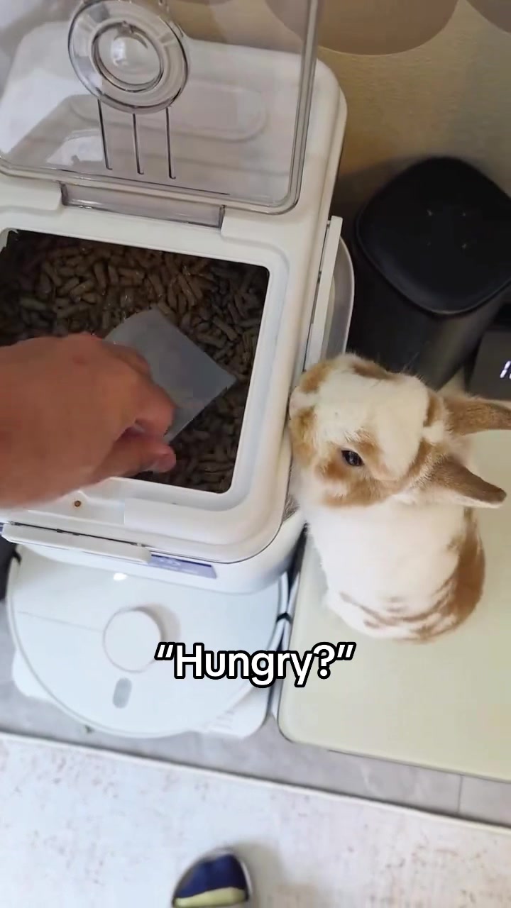 Original upload thumbnail for Bro NEEDED it 😭 #pet #funny #bunny #food #pets (via mw10.01/IG)